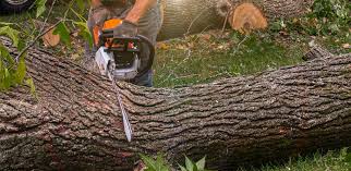 How Our Tree Care Process Works  in  Mercer, PA