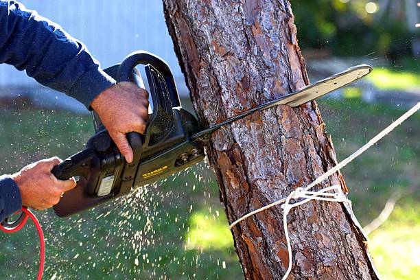 Best Leaf Removal  in Mercer, PA