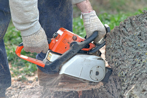 Best Root Management and Removal  in Mercer, PA