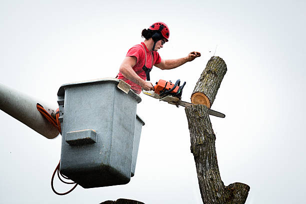 Best Seasonal Cleanup (Spring/Fall)  in Mercer, PA