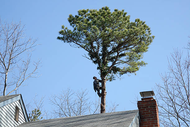 Best Tree Removal  in Mercer, PA