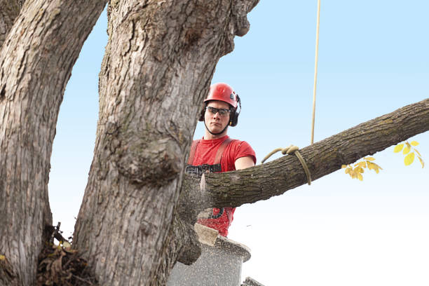 Best Tree Trimming and Pruning  in Mercer, PA